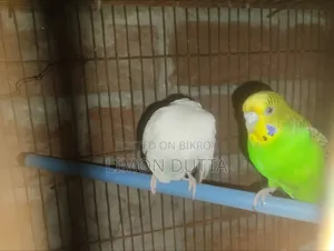 Running Budgerigar Bird