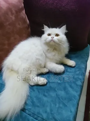 6-12 Months Female Purebred Persian Cat
