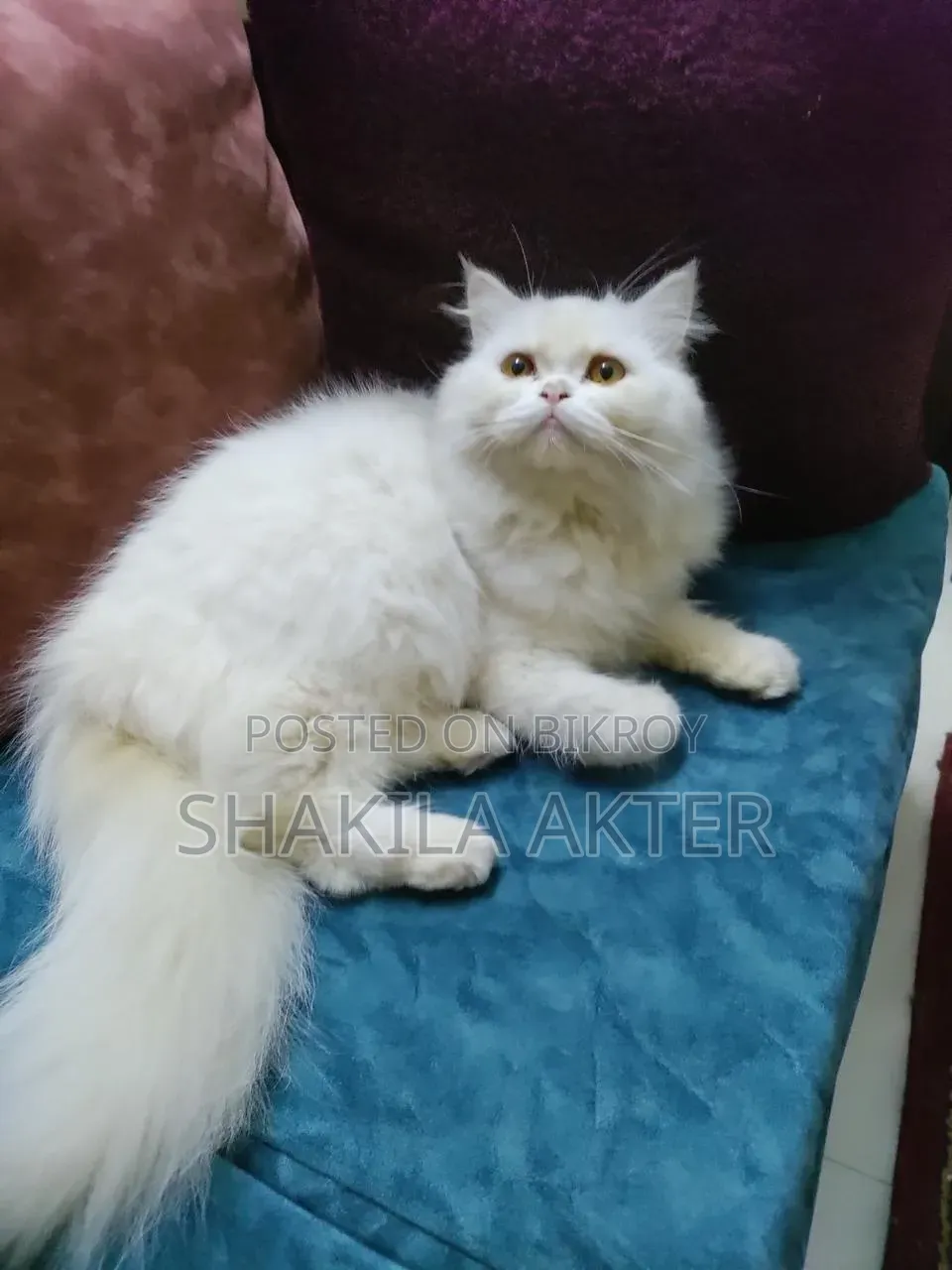 6-12 Months Female Purebred Persian Cat