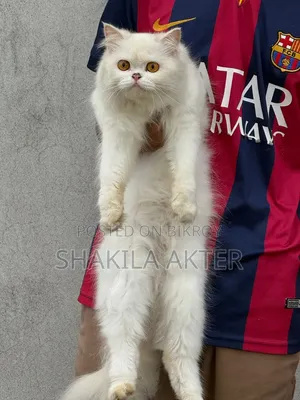 6-12 Months Female Purebred Persian Cat