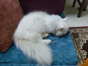 6-12 Months Female Purebred Persian Cat