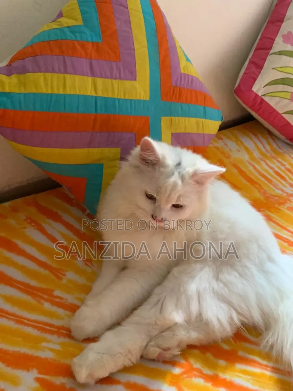 6-12 Months Male Purebred Persian