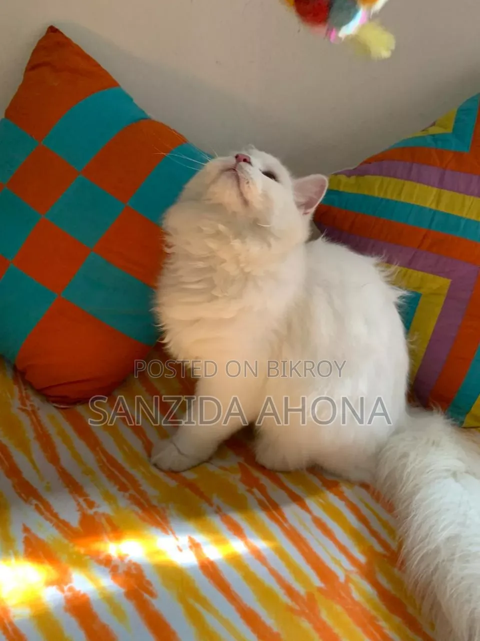 6-12 Months Male Purebred Persian