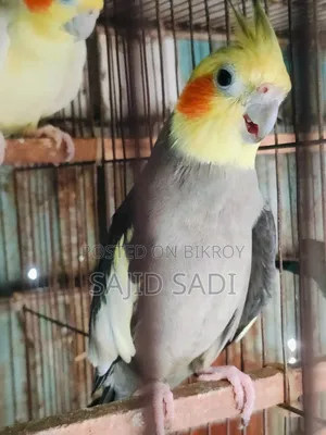 Full Tame Adult Cockatiel (Male)