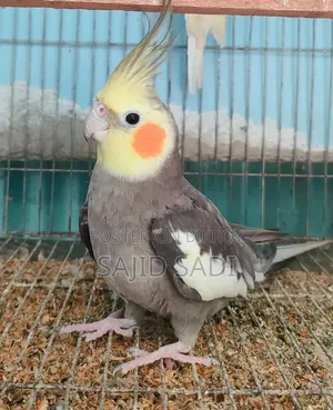 Full Tame Adult Cockatiel (Male)