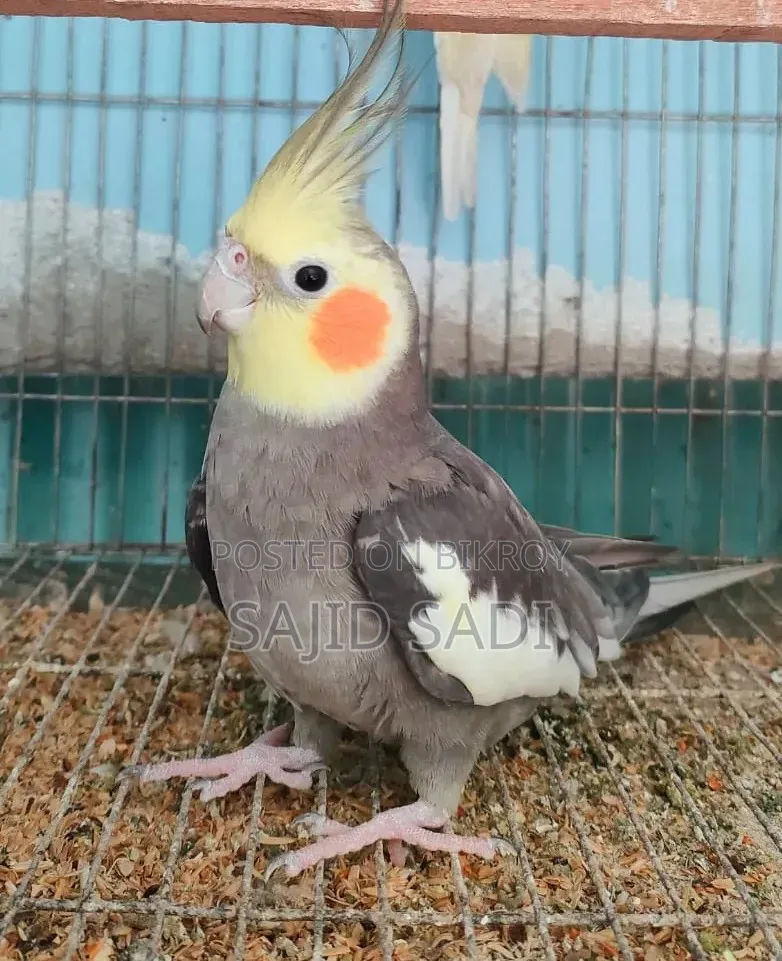 Full Tame Adult Cockatiel (Male)