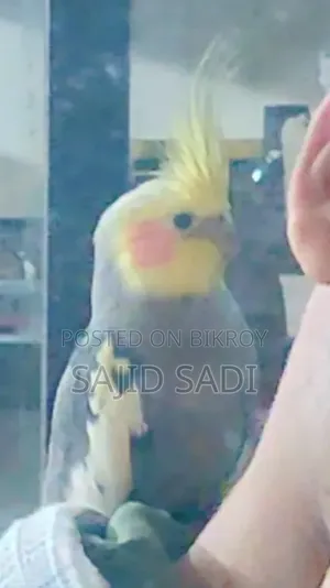 Full Tame Adult Cockatiel (Male)