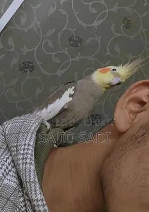 Full Tame Adult Cockatiel (Male)
