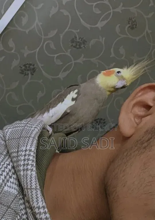 Full Tame Adult Cockatiel (Male)