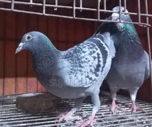 Maxi Dobaz Pigeon