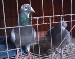 Maxi Dobaz Pigeon