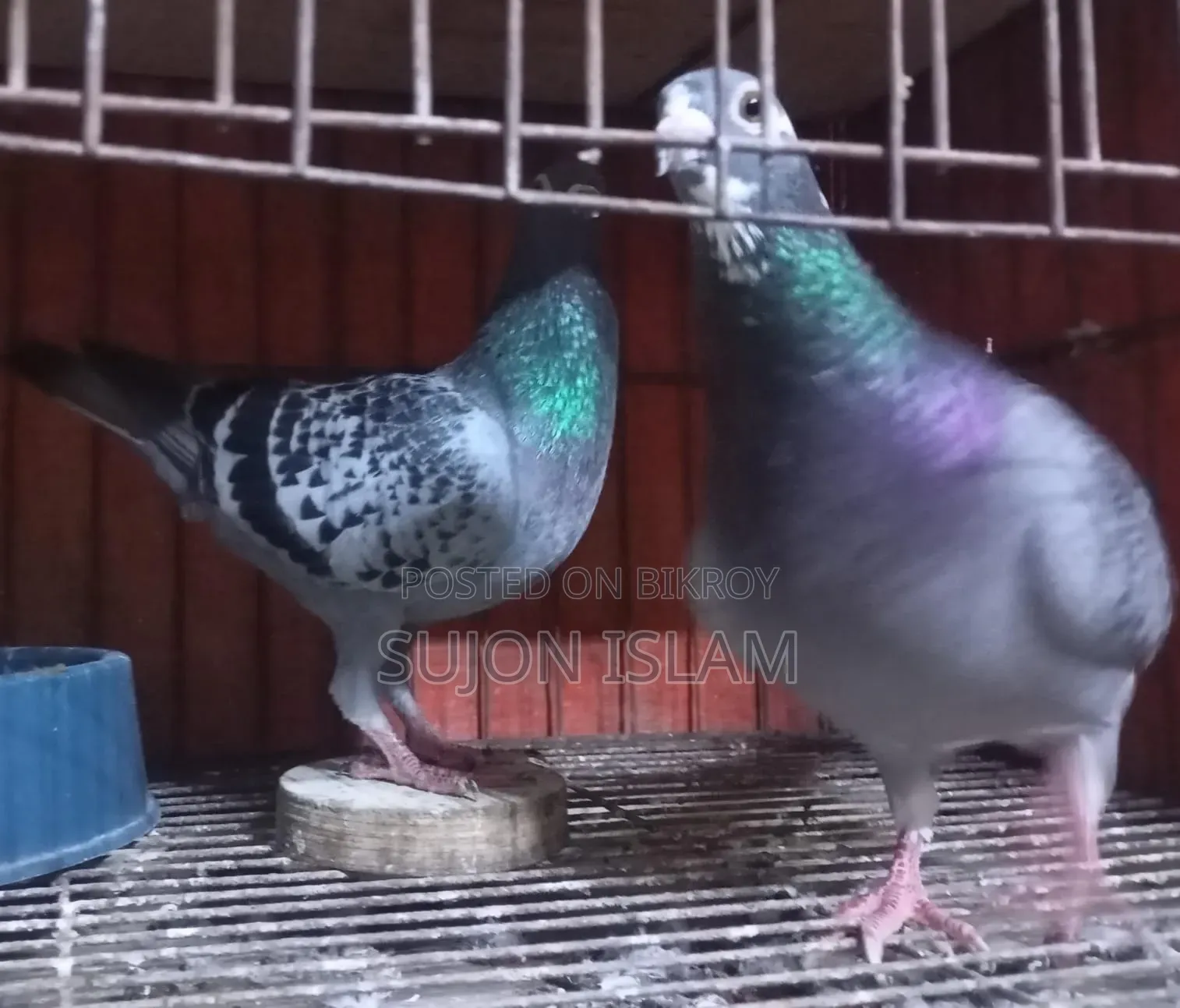 Maxi Dobaz Pigeon