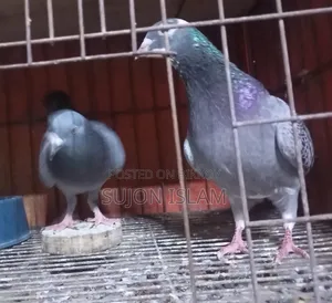 Maxi Dobaz Pigeon