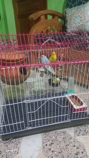 Birds 1 Pairs