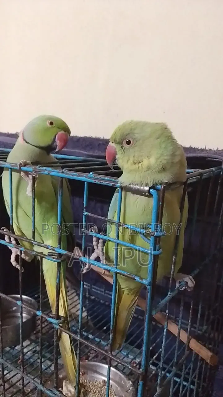 A Pair of Running Indian Ringneck for Sale
