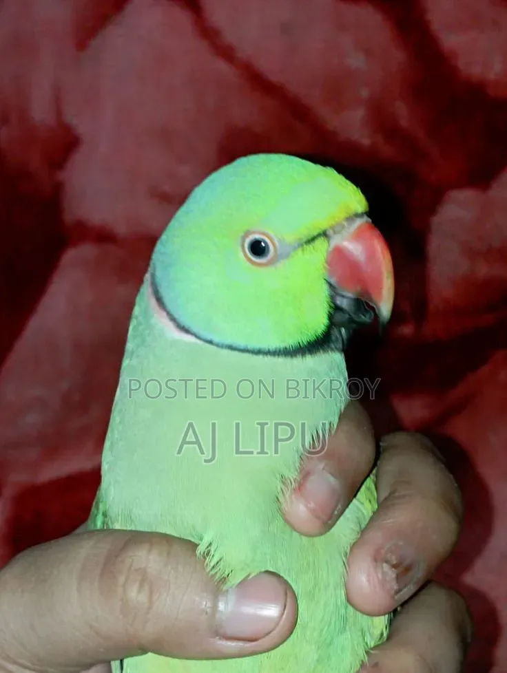 A Pair of Running Indian Ringneck for Sale