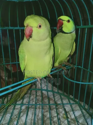 A Pair of Running Indian Ringneck for Sale