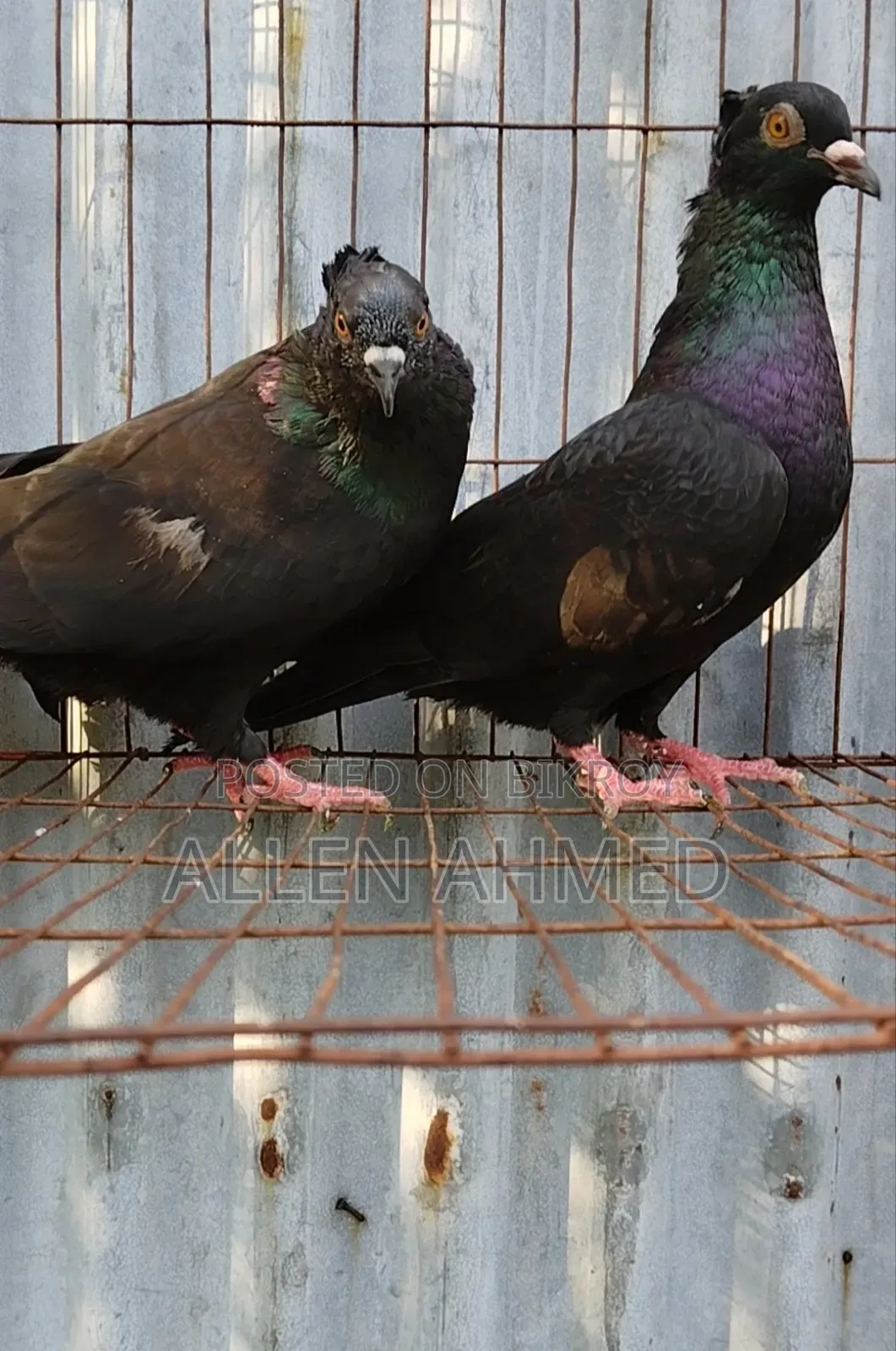 Black Local Golla Pair
