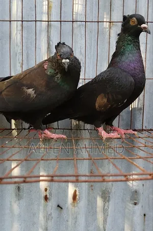 Black Local Golla Pair
