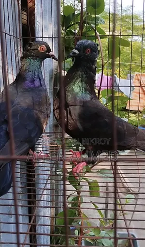 Black Local Golla Pair