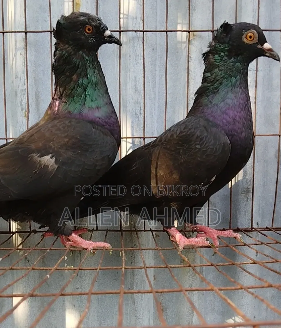 Black Local Golla Pair