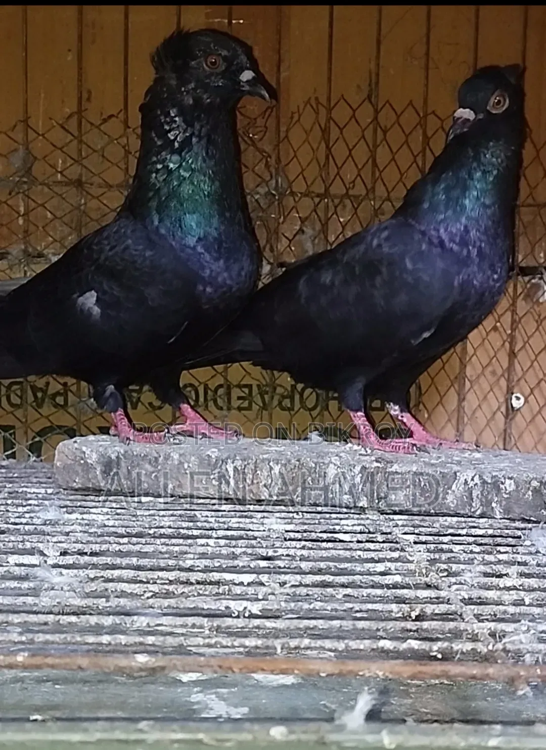 Black Local Golla Pair