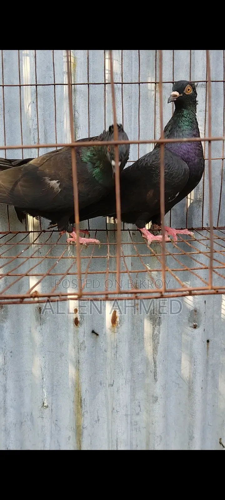 Black Local Golla Pair