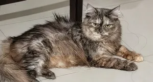 1+ Year Female Purebred Persian