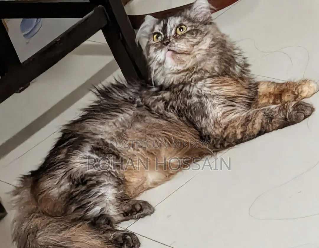 1+ year Female Purebred Persian