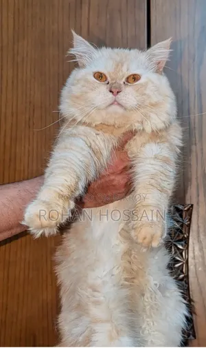 1+ Year Male Purebred Persian Cat