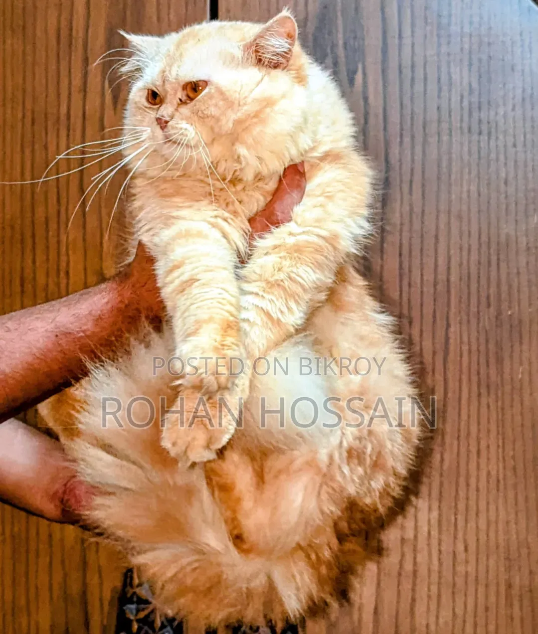 1+ Year Male Purebred Persian Cat