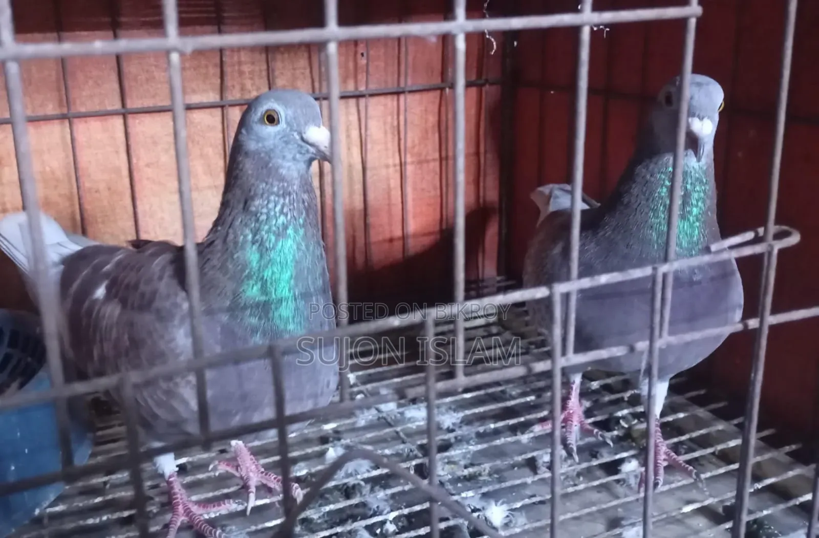 Red Checker Homing Pigeon