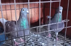 Red Checker Homing Pigeon