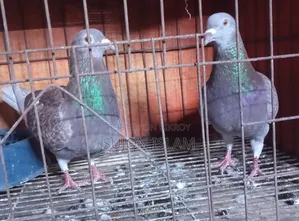 Red Checker Homing Pigeon