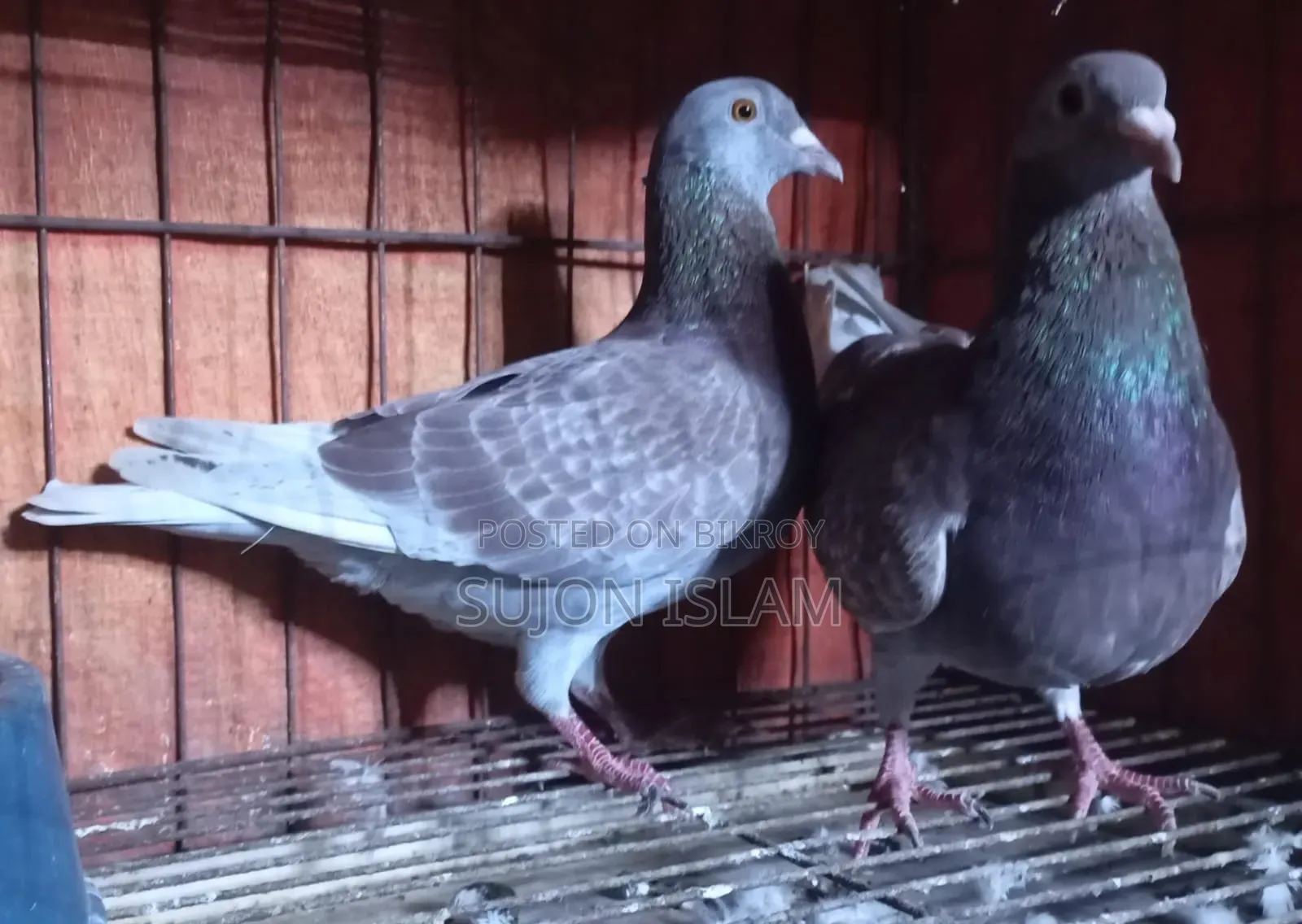 Red Checker Homing Pigeon