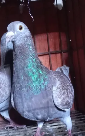 Red Checker Homing Pigeon