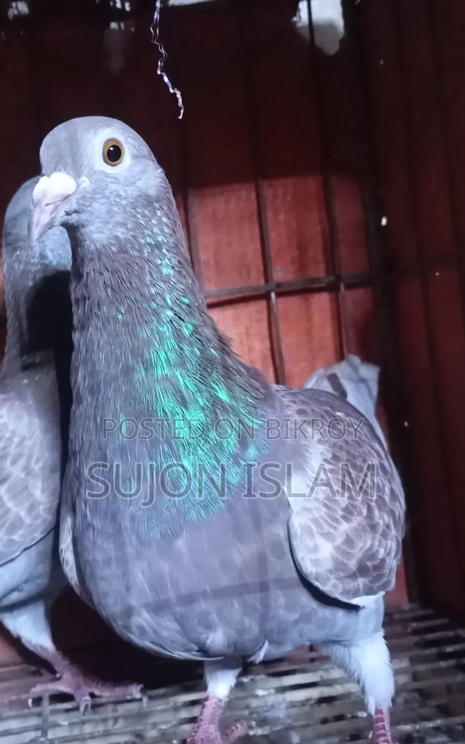 Red Checker Homing Pigeon