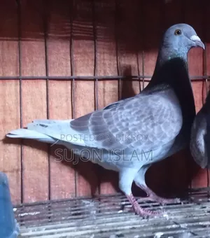 Red Checker Homing Pigeon