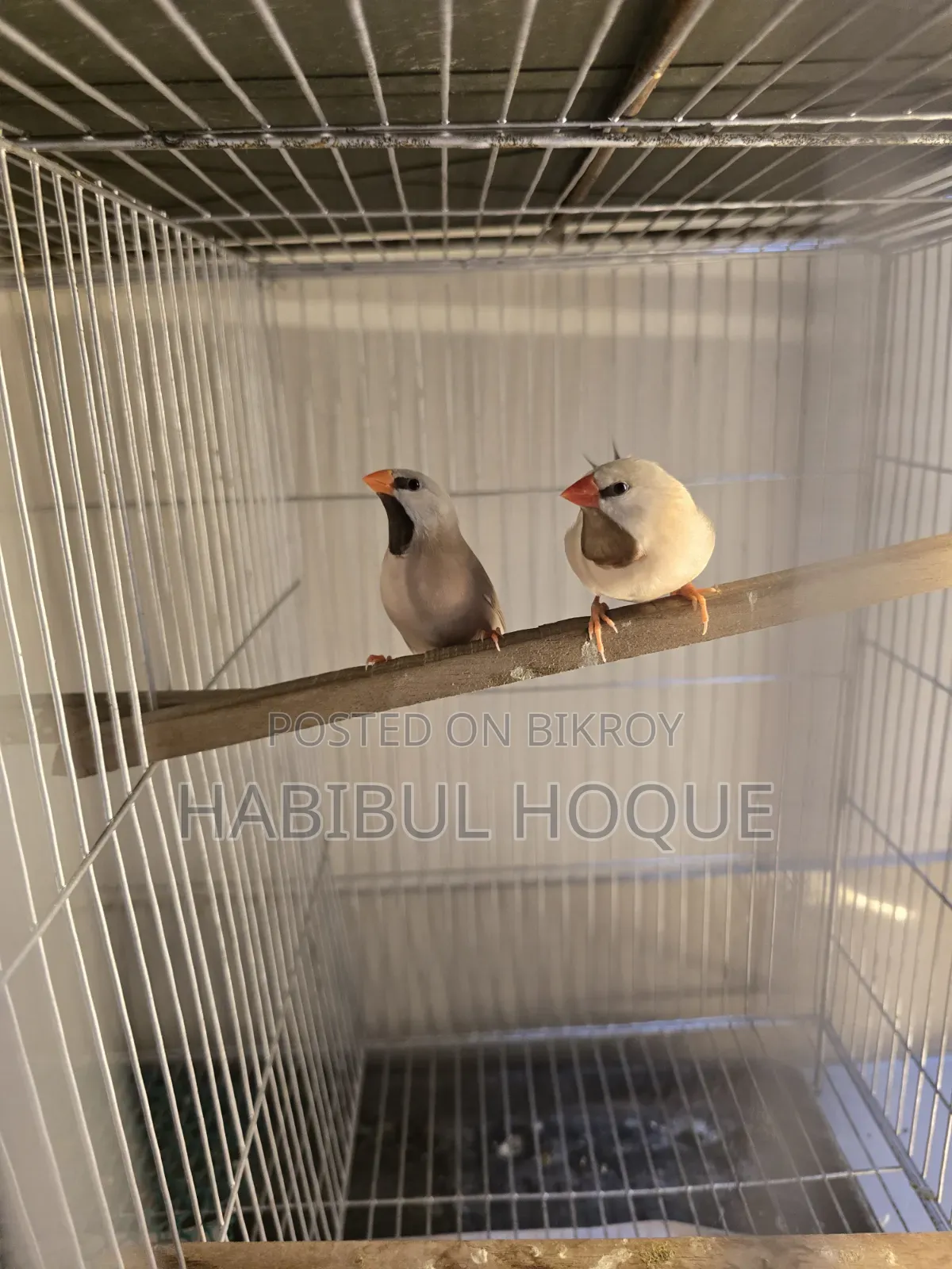 Long Tail Pair