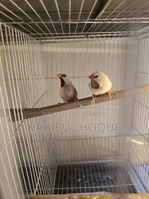 Long Tail Pair