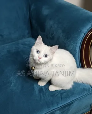 1+ year Female Purebred Persian