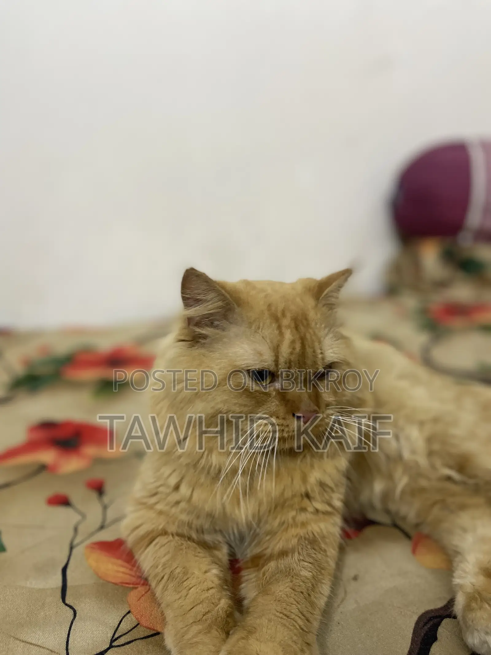 1+ year Male Purebred Persian