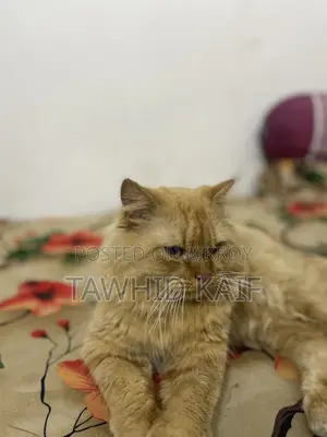 1+ year Male Purebred Persian