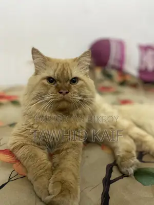 1+ year Male Purebred Persian