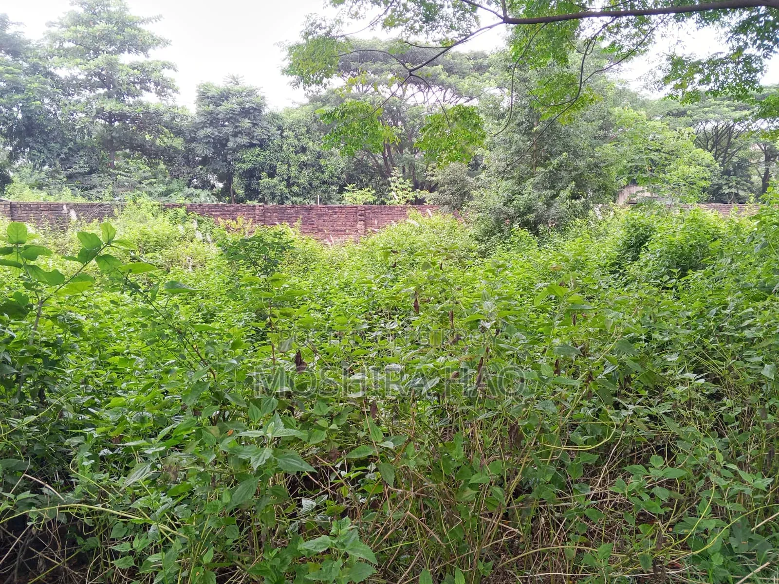 সিলিকন সিটি বড়বড়দেশী