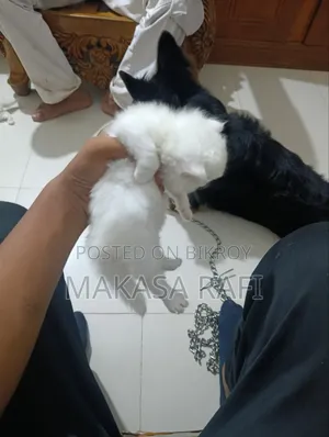 1-3 Months Male Purebred Persian Kitten
