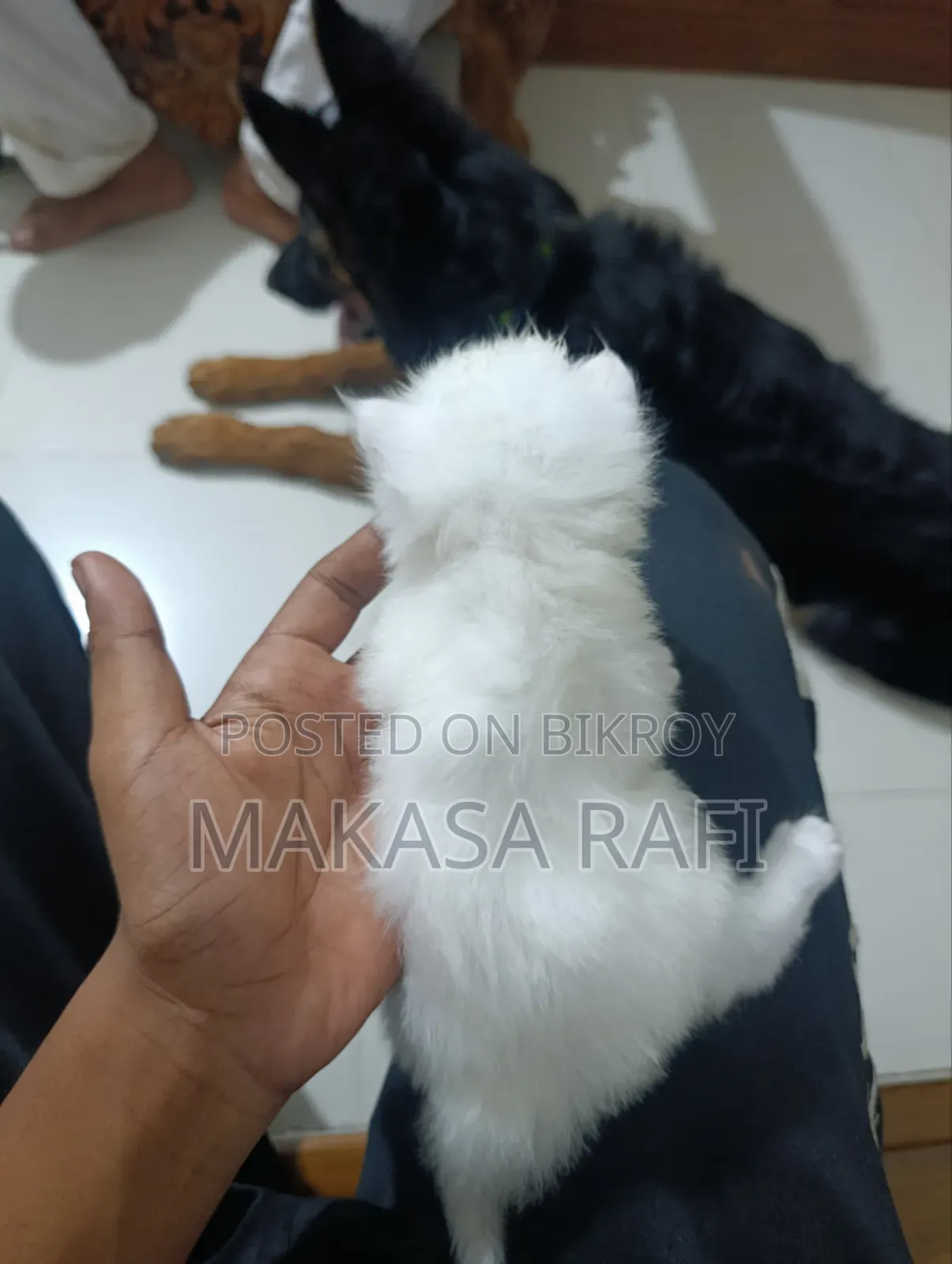 1-3 Months Male Purebred Persian Kitten
