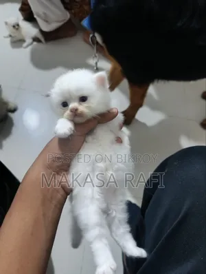 1-3 Months Male Purebred Persian Kitten