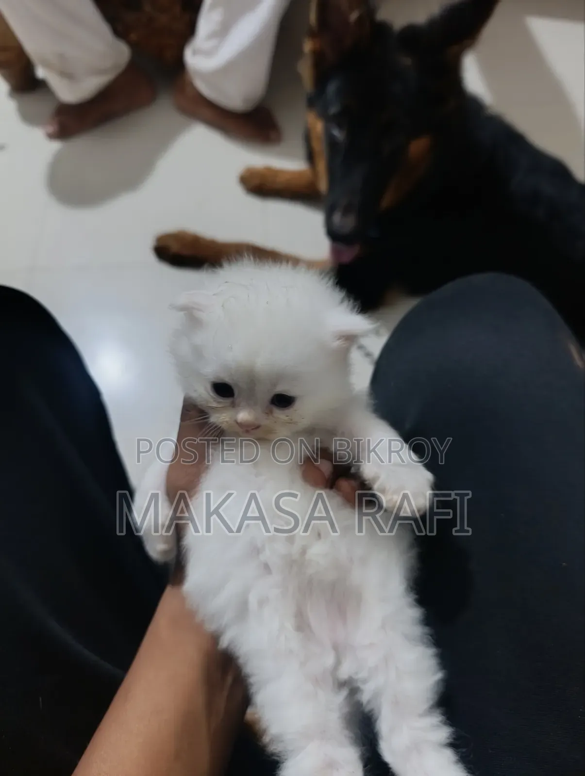 1-3 Months Male Purebred Persian Kitten