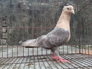 চুয়া চন্দন নর (মেল)